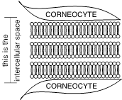 Lipid Bilayers organ smaller