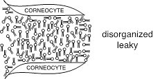 Lipid Bilayers disorg leaky