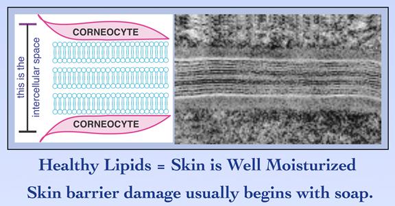 healthy lipids.jpg