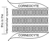 Lipid Bilayers organ smaller