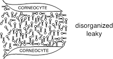 Lipid Bilayers disorg leaky